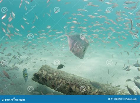 A School of Lookdown Fish Under a Pier Stock Photo - Image of ripple, wildlife: 111720772