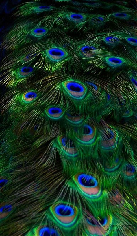 Krishna Peacock Feather Wallpaper Hd For Laptop - Pin By Niti Chopra On ...