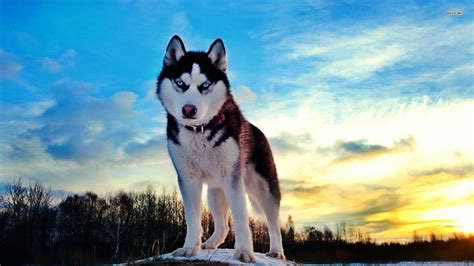 Wallpaper Hd Anjing Siberian Husky Siberian Husky Full Hd Wallpaper And ...