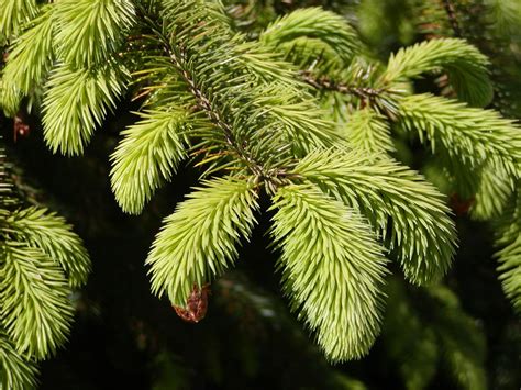 Picea sitchensis (Sitka spruce) description