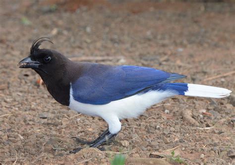 curl crested jay | Beautiful birds, Crest, Birds