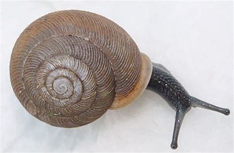 Snail shell. Fibonacci spiral in nature. | fibonacci spiral | Pinterest ...