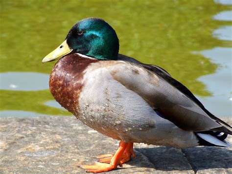 mallard duck Free Photo Download | FreeImages