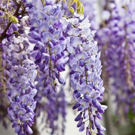 Wisteria Vine | Online Plant nursery in Lahore | Gulab.pk