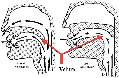 Nasal Awareness - The Flow of French