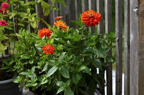 How To Grow Zinnias In Containers- Zinnia Care In Pots - Farmhouse & Blooms Zinnia Flowers ...