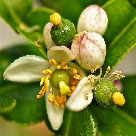 Kaffir Lime | Bulbs, flowers and fruits - all in one en.wiki… | Flickr