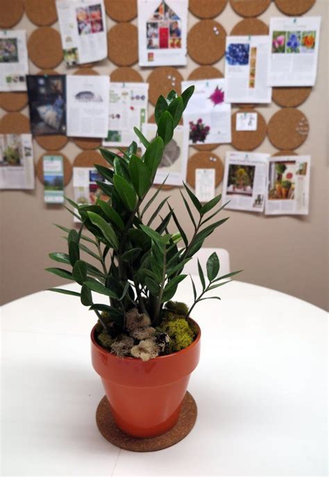 Need easy low-light office plants? Here are a few favorites.houseplants, indoor plants ...