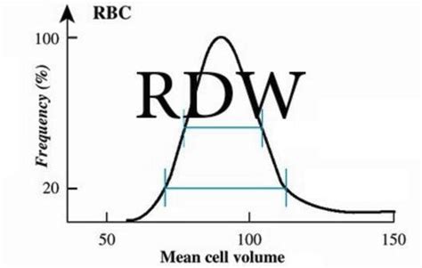 RDW Blood Test - What is?, What Does it Mean, High, Low, Normal, Calcul