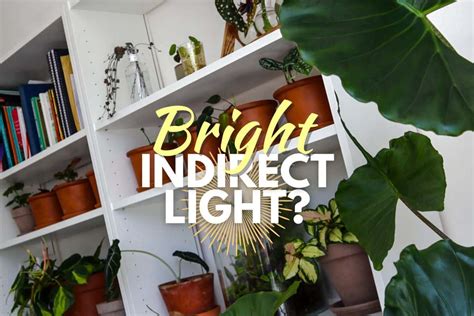 What is Bright Indirect Light? The Tropical Gold Standard