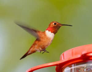 Rufous Hummingbird Migration (All You Need To Know) - Birds Fact