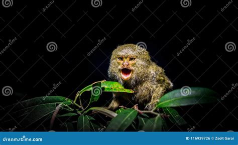 Monkey screaming stock photo. Image of leaf, screaming - 116939726