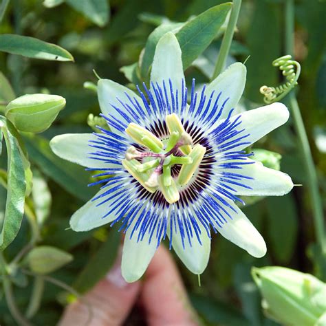 Passion Flower | Gurney's Seed & Nursery Co.