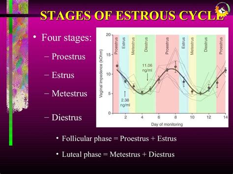 Estrous Cycle Diagram