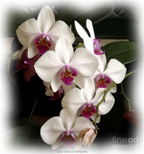 White And Purple Orchids Photograph by Rose Santuci-Sofranko