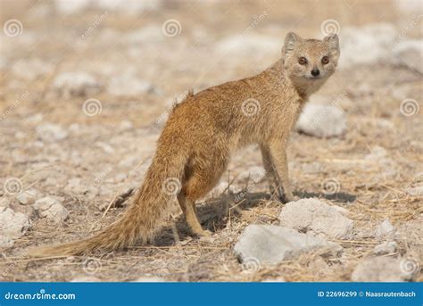 Yellow mongoose stock image. Image of outdoors, mammal - 22696299