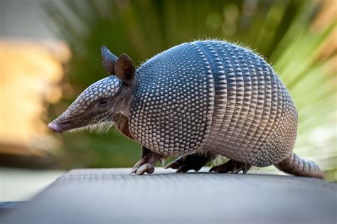 Amazonian armadillos carry and transmit leprosy - Earth.com