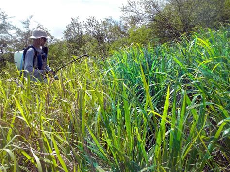 Invasive Plant Management Plan & Programs | Invasive Species Control | Invasive Plant Control