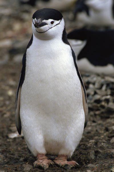 Chinstrap Penguin