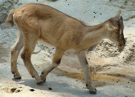 Markhors: WIld Goats Make Cute Babies - Baby Animal Zoo