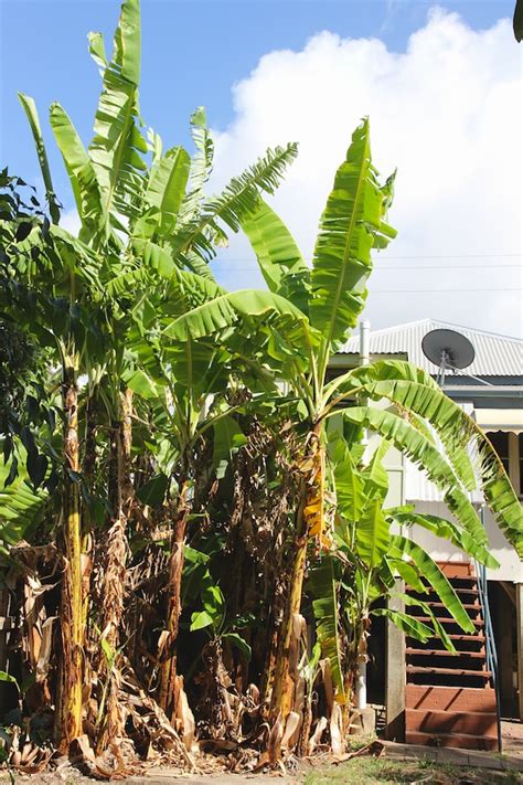 Banana varieties in Townsville - Lady Finger or similar