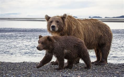 katmai, National, Park, Alaska, Brown, Bear Wallpapers HD / Desktop and ...