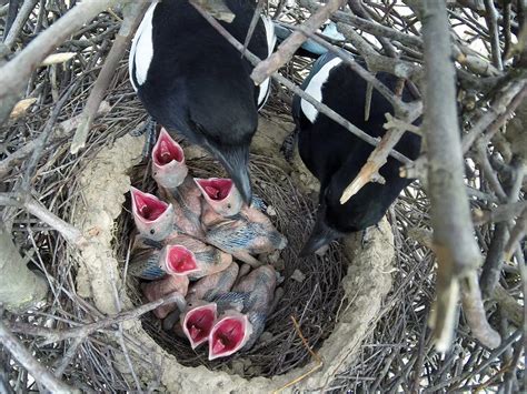 Magpie Nesting (All You Need To Know) | Birdfact