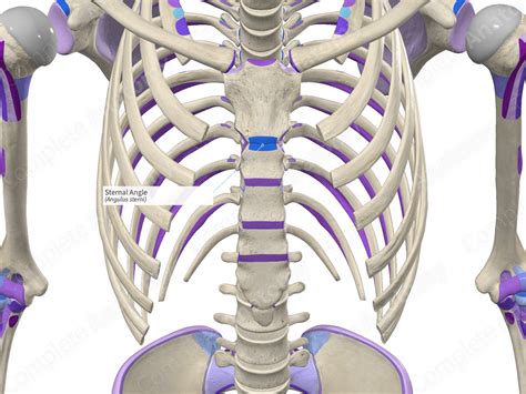 Sternal Angle | Complete Anatomy