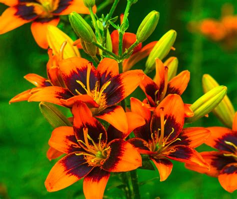 Orange Lilies Meaning: Symbolism and Significance Explained
