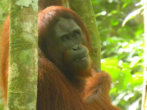 Forest survival lessons from orangutans - Save the Orangutan