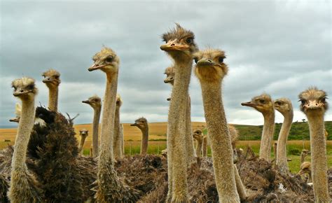 1024x768 wallpaper | flock of ostriches | Peakpx