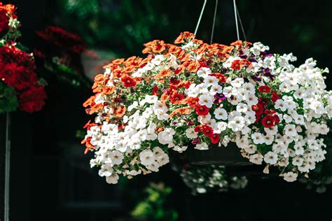 The Best Colorful Plants for Hanging Baskets | Plants for hanging baskets, Hanging flower ...