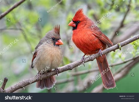 2,517 Male And Female Cardinals Images, Stock Photos, 3D objects ...