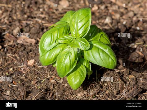 Fresh basil leaves. Basil plant with green leaves in the soil Stock ...