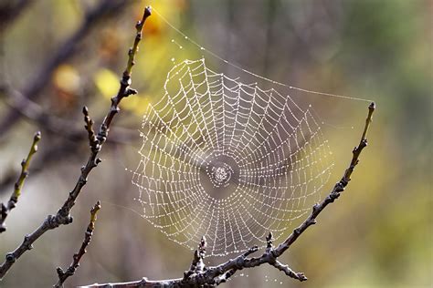 Spider facts and information for children | Spiders for kids | TheSchoolRun