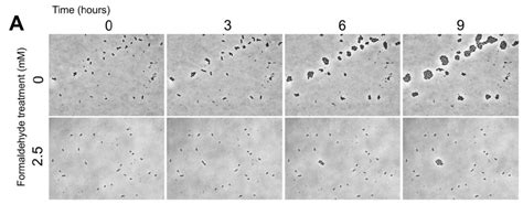 Purely “Lamarckian” evolution? – Marx-Udekwu Joint Lab