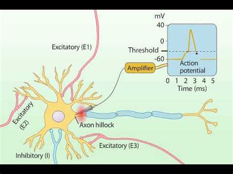 Summation of Postsynaptic Potentials - YouTube