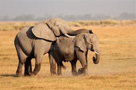 Mating African elephants stock photo. Image of animal - 35263024