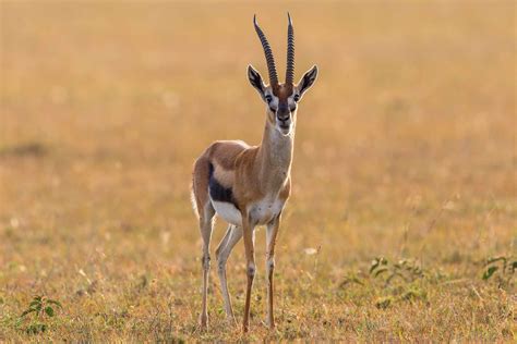 8 Fascinating Facts About Gazelles