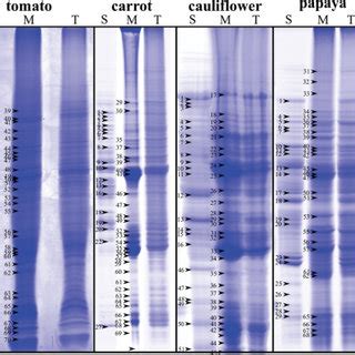 (PDF) Proteomic analysis of chromoplast from six crop species reveals insights into chromoplast ...