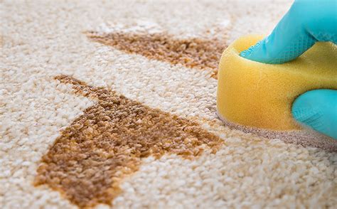 A Few Minor Problems To Consider With Stain Resistant Carpet Saddleback ...