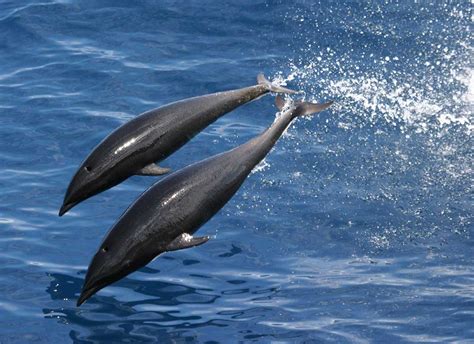 MBNMS: Whales, Dolphins, and Porpoises of the MBNMS