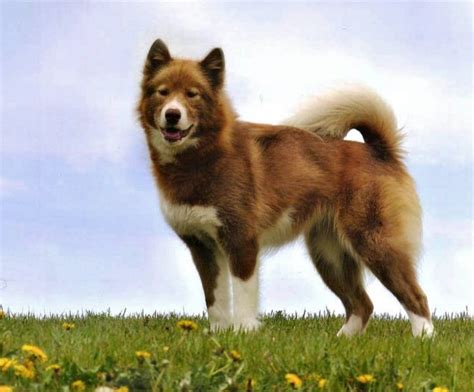 Canadian Eskimo Dog Info, History, Temperament, Training, Puppy, Pictures