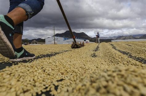 Rising Temperatures Due to Climate Change Will Reduce Coffee Production Globally, Study Suggests ...