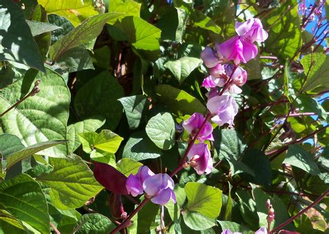 MY LIVING LENS: HYACINTH BEAN FLOWERING VINE