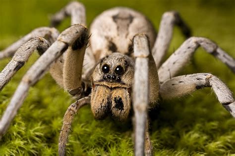 Wolf Spider Facts | Wolf Spider Control | TERRO®