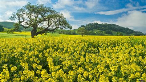 Mustard Field Wallpapers - Wallpaper Cave