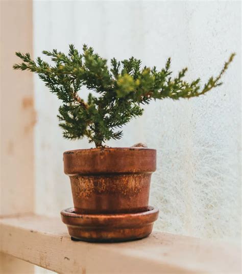 Green Mound Juniper for Sale - Buying & Growing Guide - Trees.com