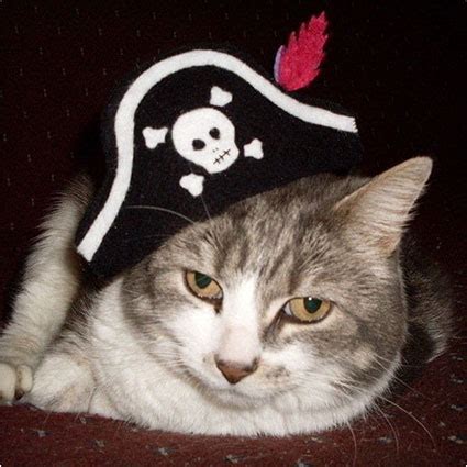 40 Pirate Dog Costumes That Will Melt Your Heart - Costume Yeti