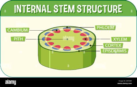 Internal structure of stem diagram illustration Stock Vector Image & Art - Alamy